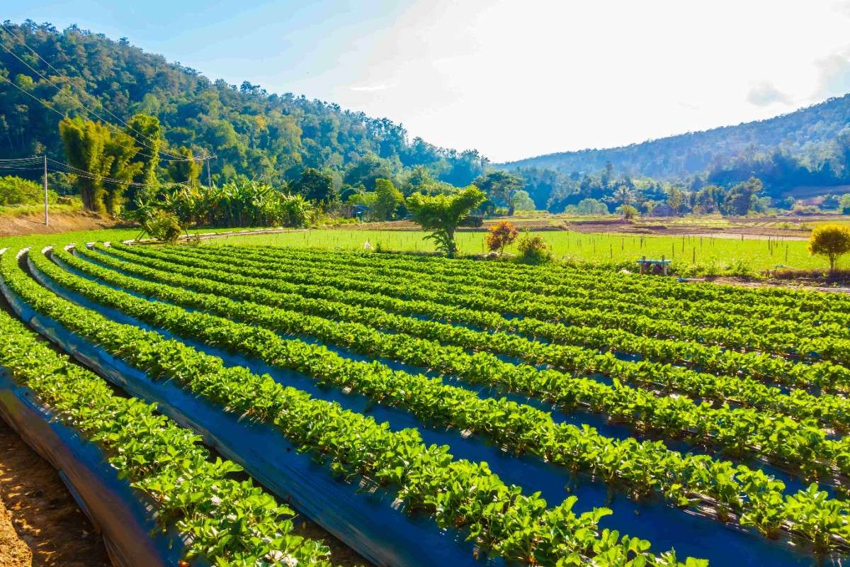 सेंद्रिय नवकल्पनांद्वारे शेतकऱ्यांना सक्षम करणे